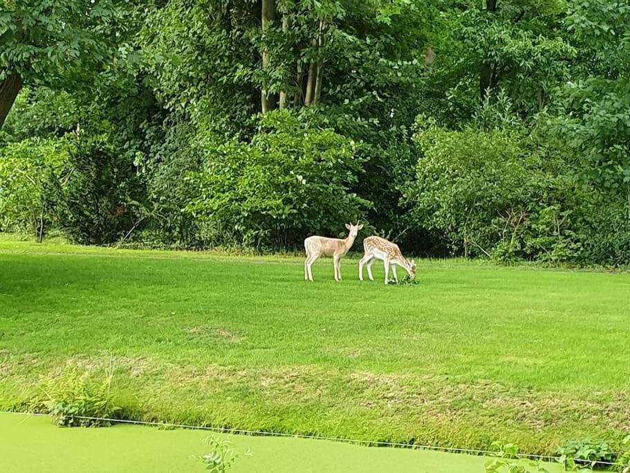 Midden In De Friese Bossen Op Landgoed Princenhof Oranjewoud Zewnętrze zdjęcie